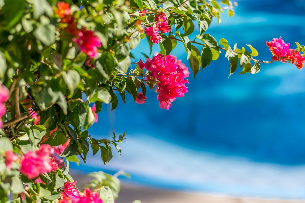 Hotel Colinas Del Sol アテナス エクステリア 写真